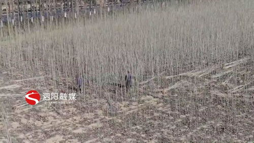 意杨树苗的生长环境揭秘