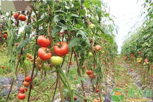 大番茄种植，需了解其生长习性、土壤要求及病虫害防治