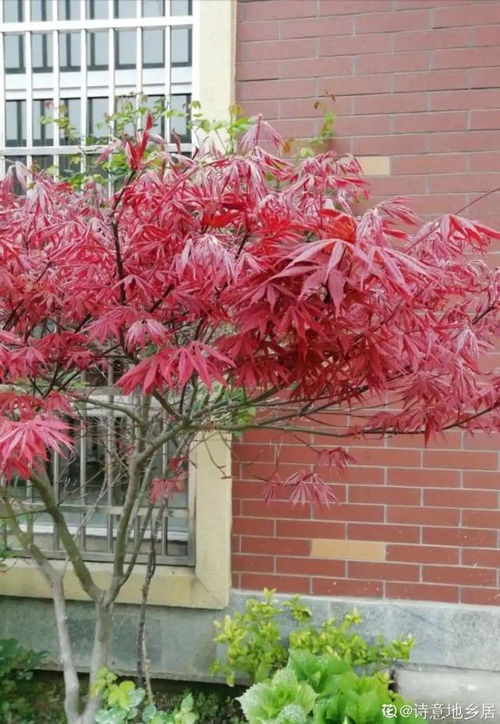 实测发现：零下10℃露天过冬毫无压力