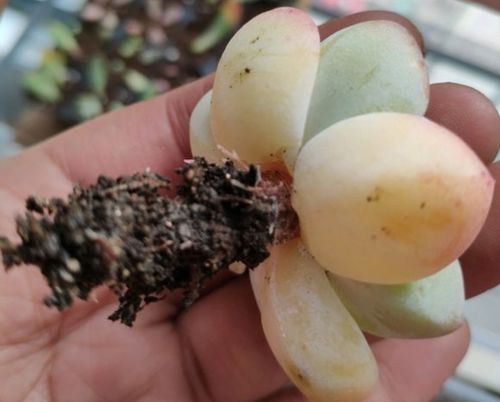 多肉植物受冻化水处理攻略