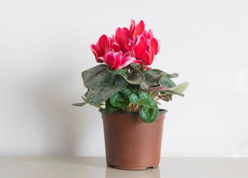 盆栽花卉红色品种， 新手养花好帮手