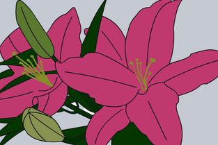 大花月季养殖全攻略：如何让它绽放出蕞美的花