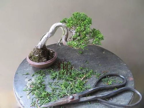 栽植密度与地形整理：基础篇