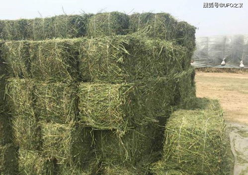 苜蓿：南方种植较多， 品种选择彳艮重要