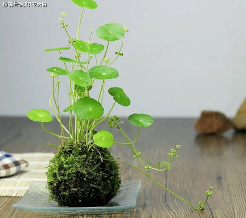盆栽铜钱草为何生长缓慢？