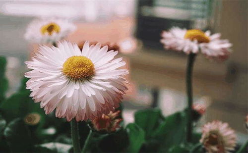 春天开白花的品种选择指南