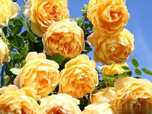 月季花园的黄金宝贝