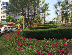 城市绿化花卉，美不胜收