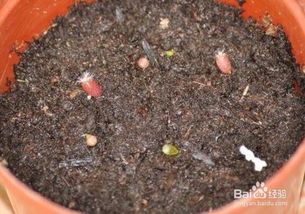 播种步骤，一步步来