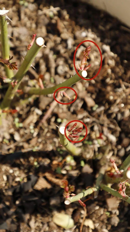 月季抹芽的重要性