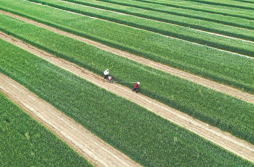 老刘的麦田套种救荒野豌豆， 增收1300元