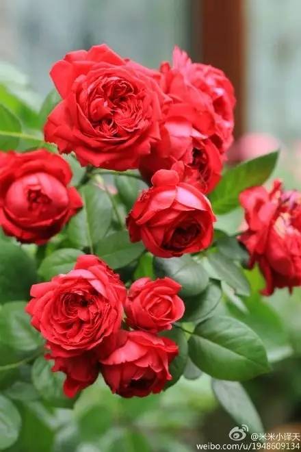 藤本月季：开花的五彩斑斓世界