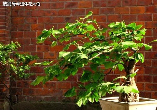 盆栽银杏缺水了吗？