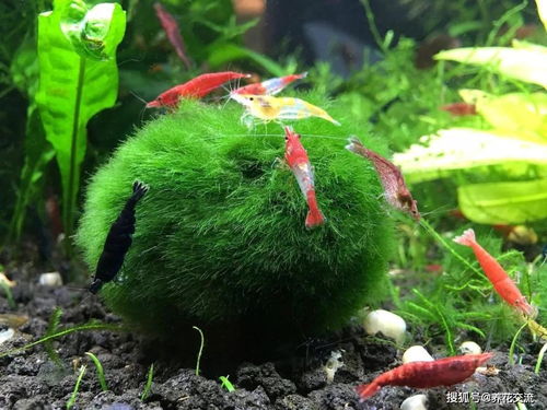 沙漠梅桂花繁殖方法是什么？如何在家轻松养拆