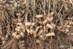 花生苗发黄的原因及解决