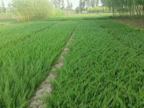 扦插基质的选择