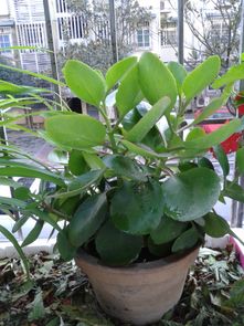 室内外种植全攻略：哪些植物的叶子是椭圆形？