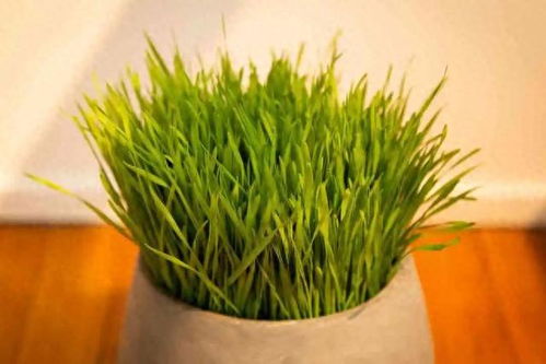 盆栽麦冬的种植技巧分享