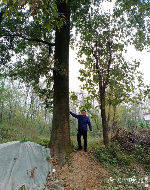 橡树的生长之谜