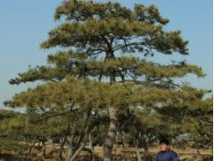 亩松树林价值， 市场行情决定