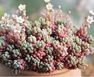 一、 了解大姬星美人