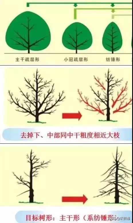 修剪雪松，先堪图解，再动手