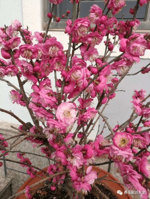 独特种植技巧分享