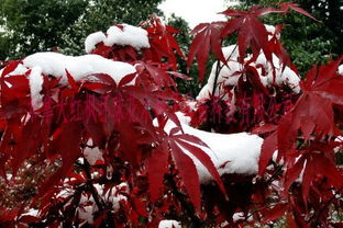 黄金枫与红枫：哪个梗值钱？