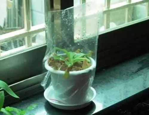冬天植物如何保温？室内温度如何调节