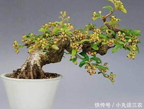 特殊造型修剪法