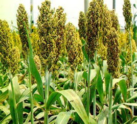 一、绿麦隆的妙用