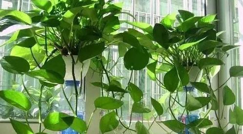 室内水培花卉盘点，好养植物推荐！