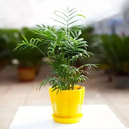 袖珍椰子种子如何播种？培育过程中需要注意什么