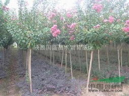 无刺蔷薇种植的行株距