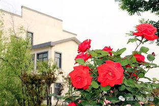 在乡村的怀抱中， 信仰的种子悄然萌芽