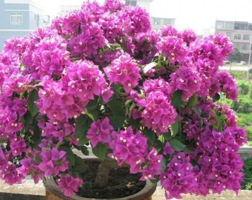 三角梅不开花，究竟是怎么回事？