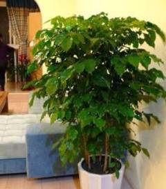 它和植物租摆服务的基本标准有何关联？