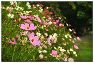 在北方田野里种花儿的选择