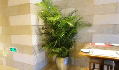 散尾葵的养护要点