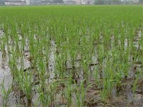 日照气候土壤概览