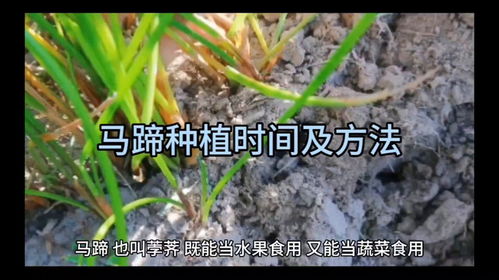 马蹄果与荸荠：种植区别与技巧指南
