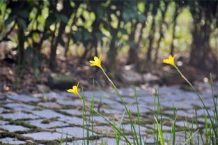 莲花的生长环境解析