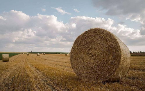 稻草还田的关键技术：将稻草作为有机肥还田