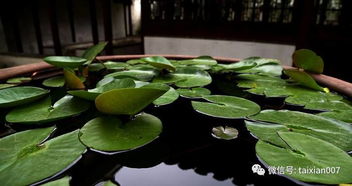 菖蒲：自然野趣，美化庭院