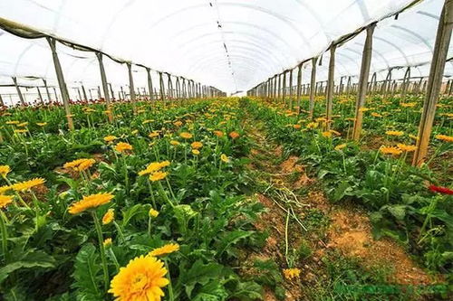 3. 靠山镇林业站苗木花卉基地