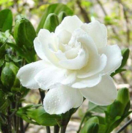 栀子花养护技巧有哪些？如何让栀子花开得更艳