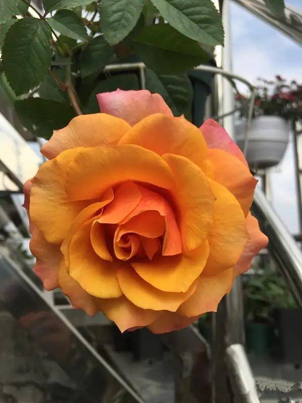 盆栽日记：永远的艾帕索月季花，阳台族的福音？