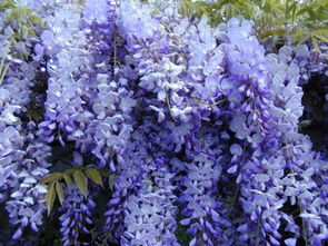 紫藤花移栽的小秘密，你懂了吗？