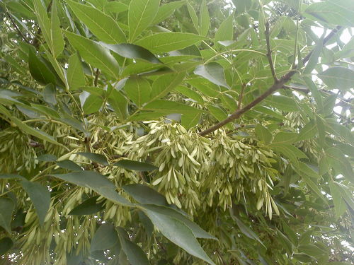 开花到结籽，时间是个谜