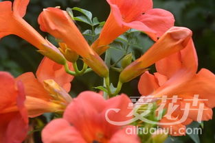 凌霄花小苗，开花的秘密大揭秘！